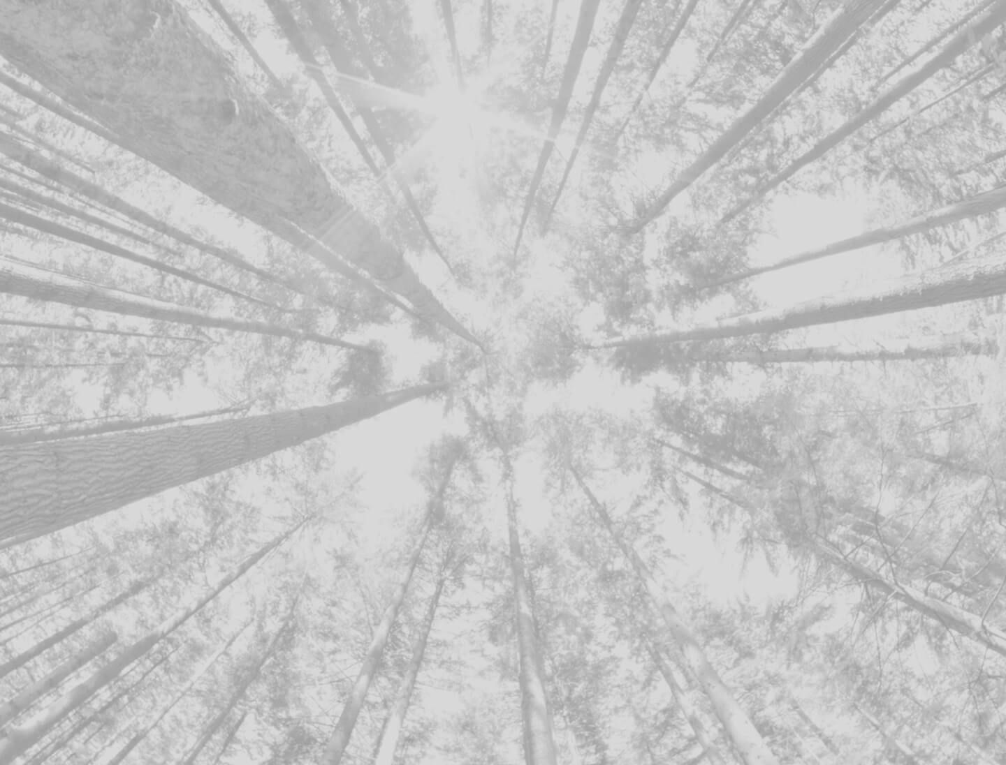 Trees all around, pointed directly at the sky. Picture taken from the forest floor perspective.