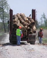 Workers looking at timber on a truck bed