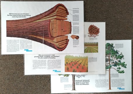 a graphic of three pamphlets showcasing various cuts from a single piece of timber 