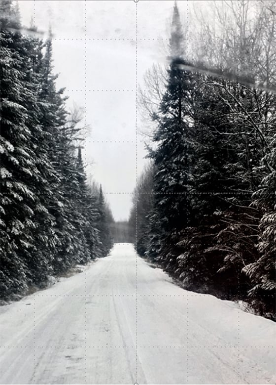 snowy trees line both sides of a road