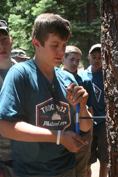 a student boring into a tree