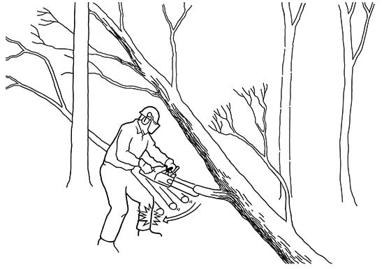 Limb of Hung-up Tree Kicks Illustration