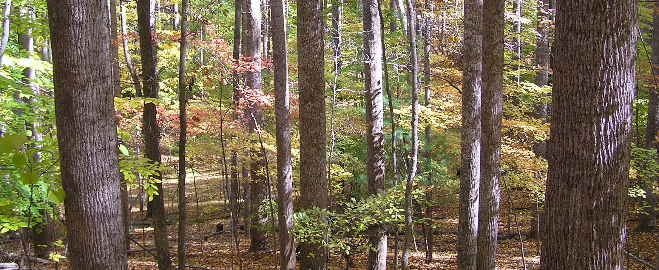 Appalachian Region Trees