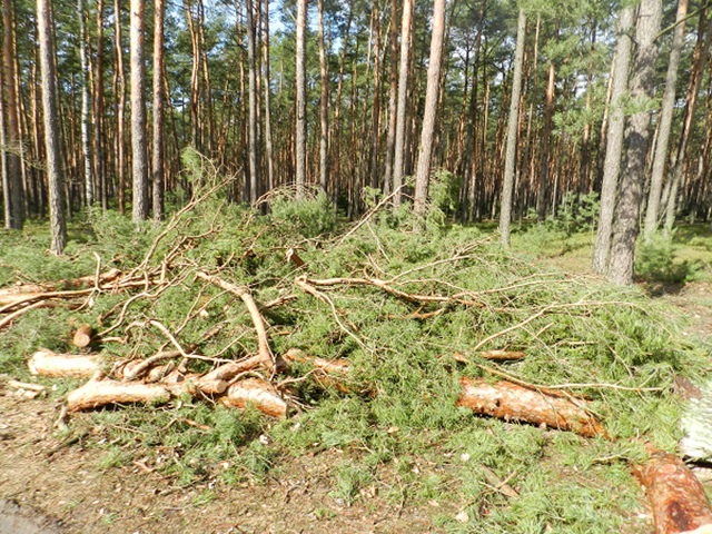 Forest Derived Biomass