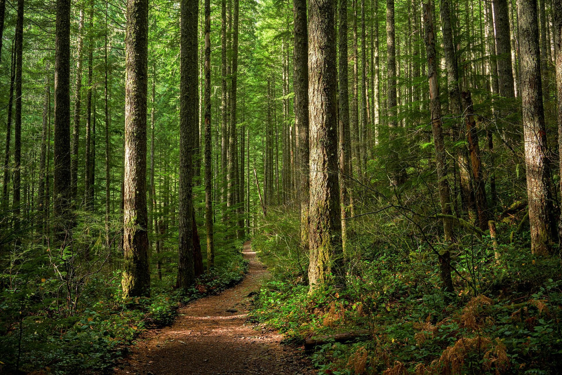 Forest Path