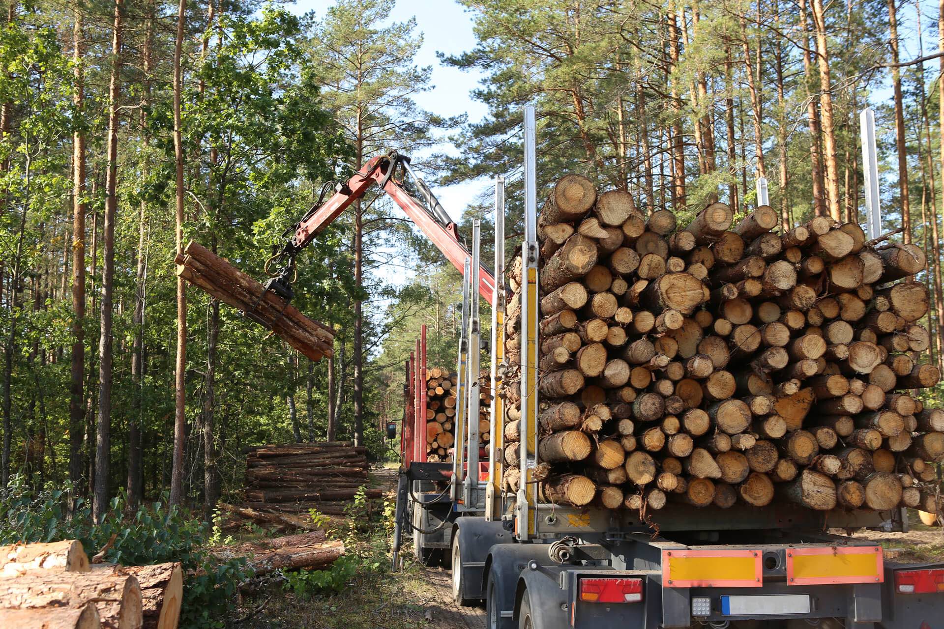 Machine harvesting wood