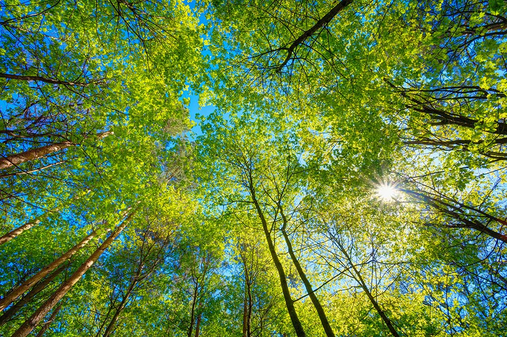 Southcentral Region trees