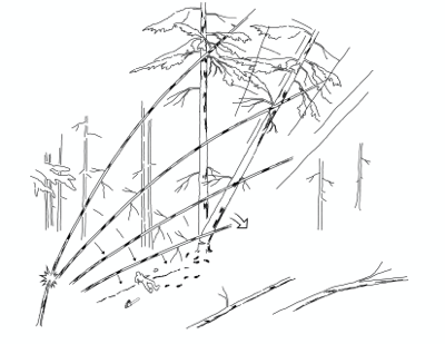 Timber-Cutter-Struck-by-Small-Hemlock-Illustration
