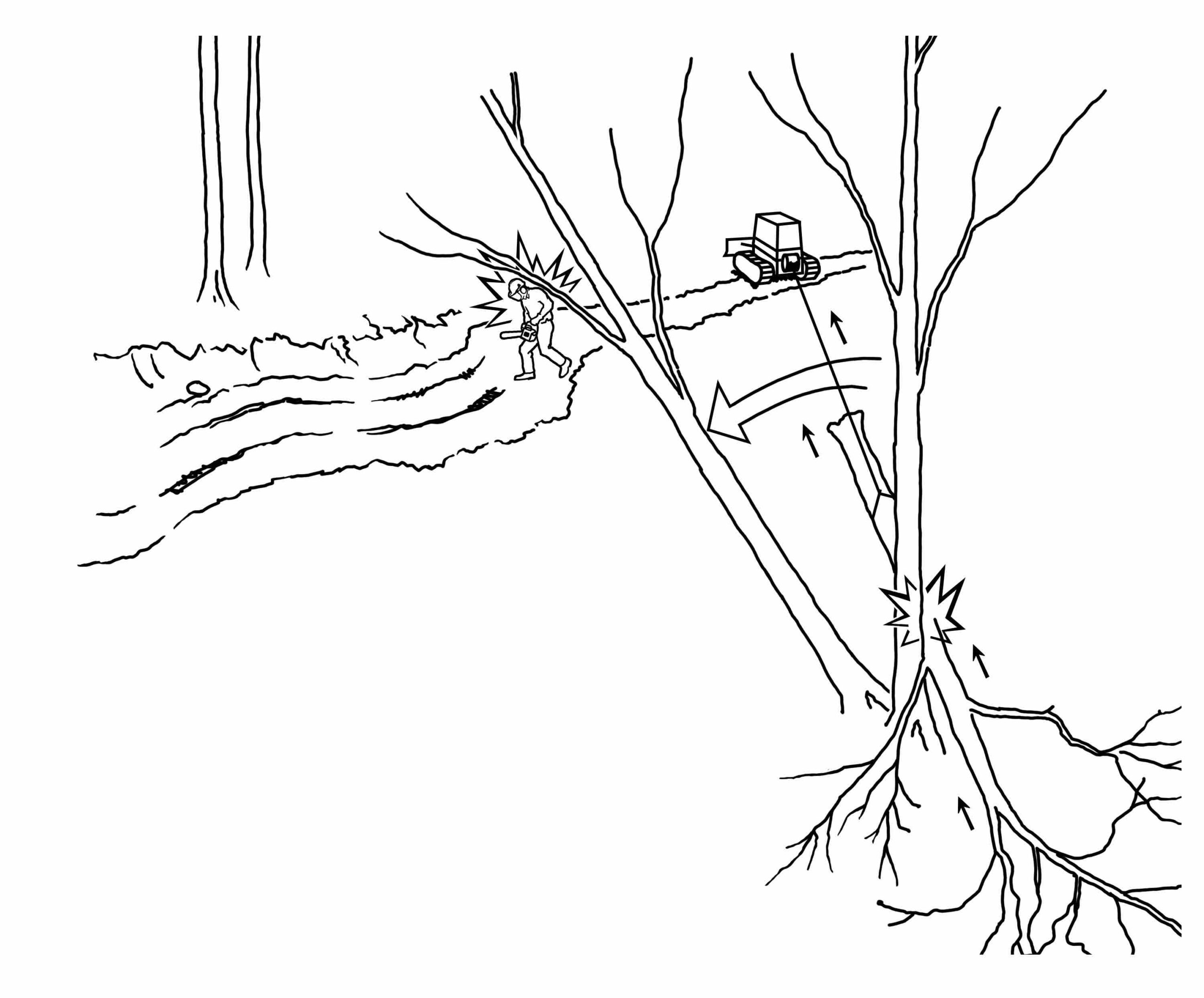 Winching Operation Uproots Standing Tree Image