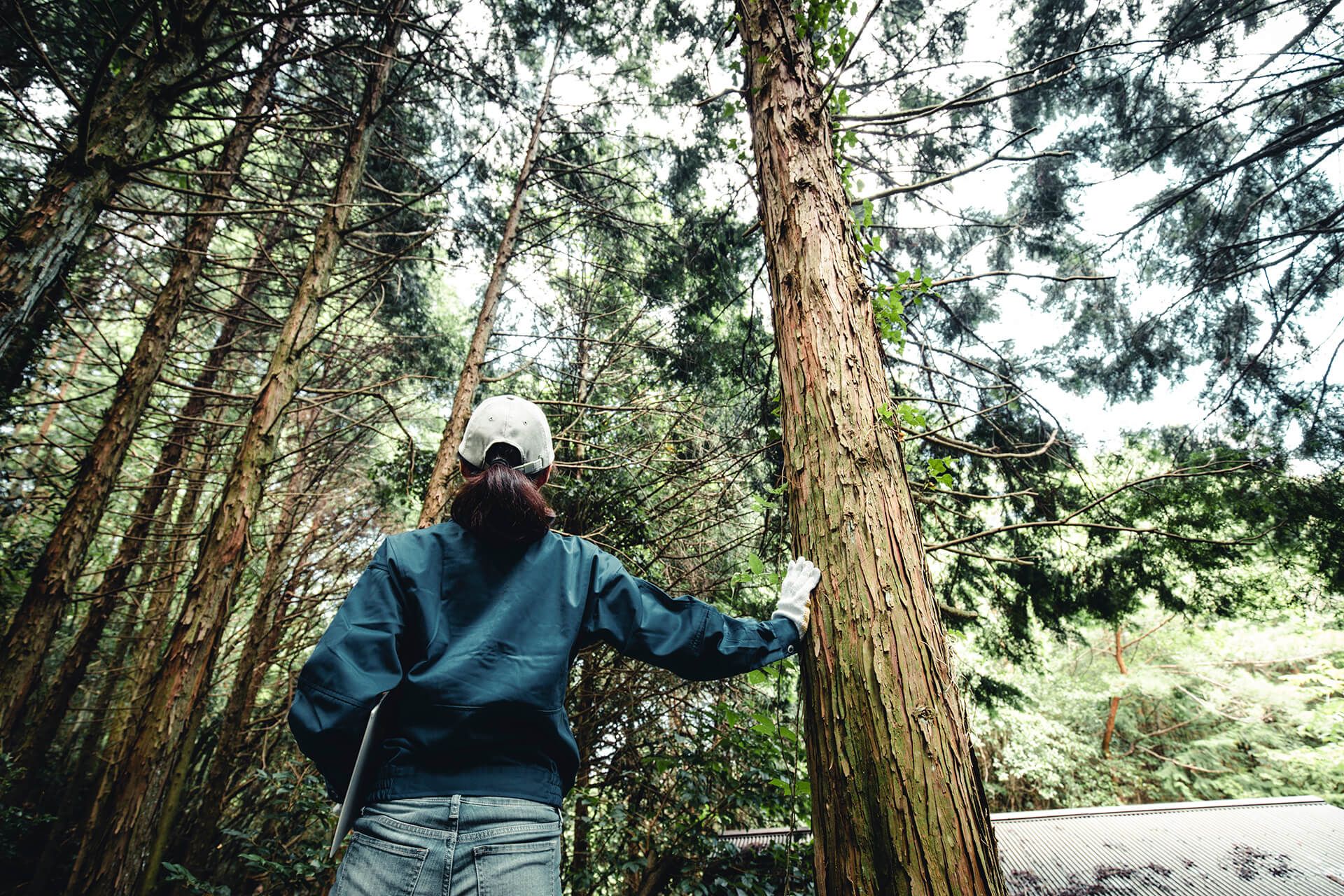 Forest worker touching tree with back to camera
