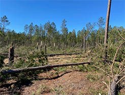 Photo of logging site with damaged trees