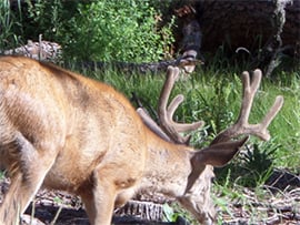 image of deer with velvet antlers