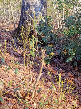 Rhododendron eating by deer