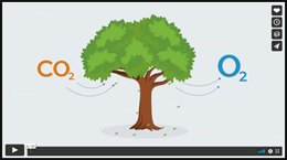 CO2 to O2 info graphic with tree