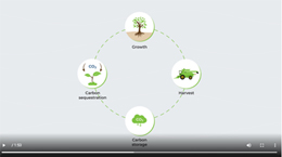 Graphic of forest life cycle