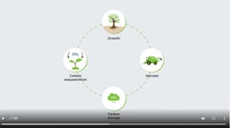 Graphic of forest life cycle