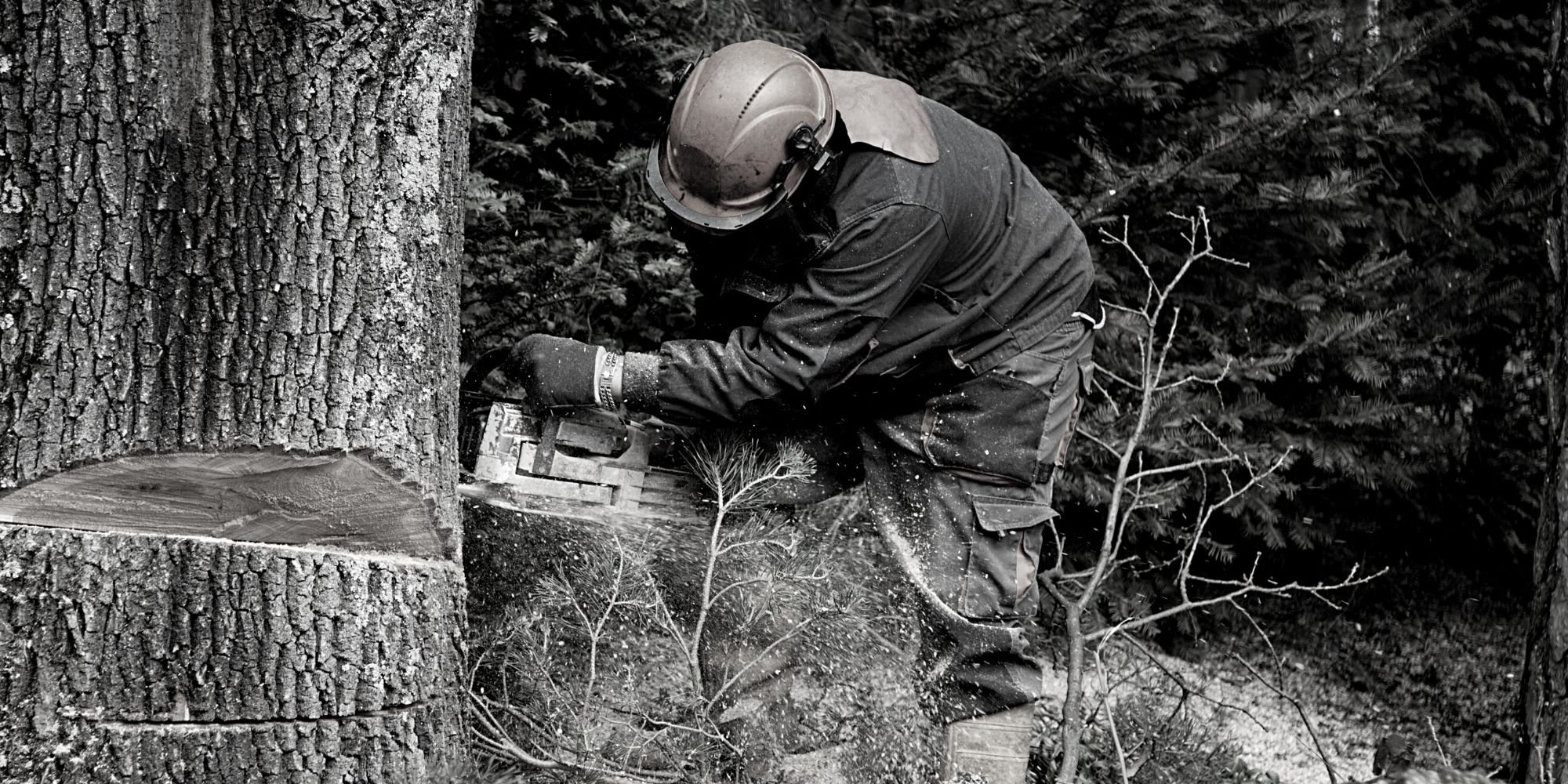 Forestry Worker Image