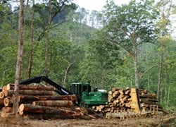 logging operation with stack of cut logs