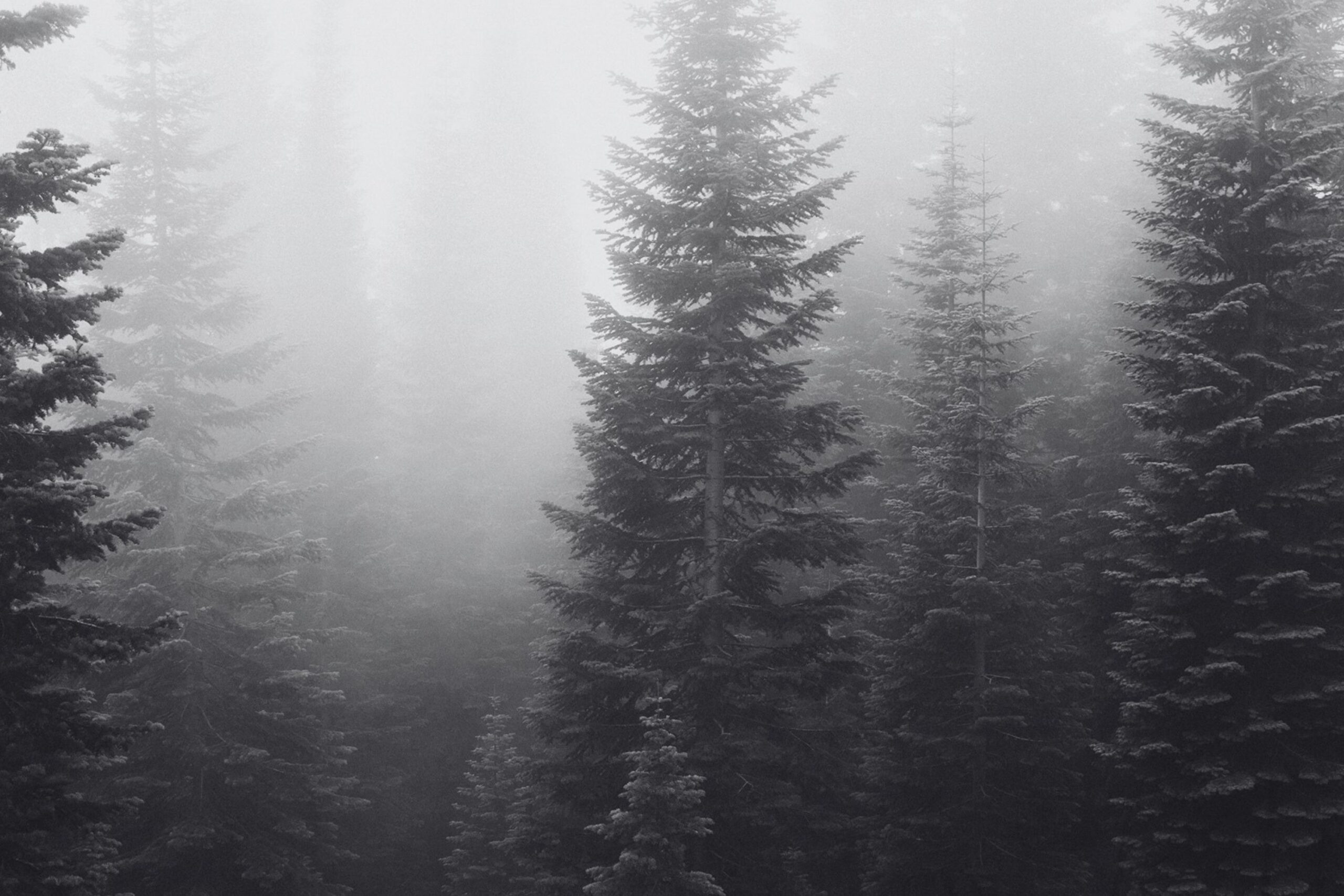 Evergreen trees in fog