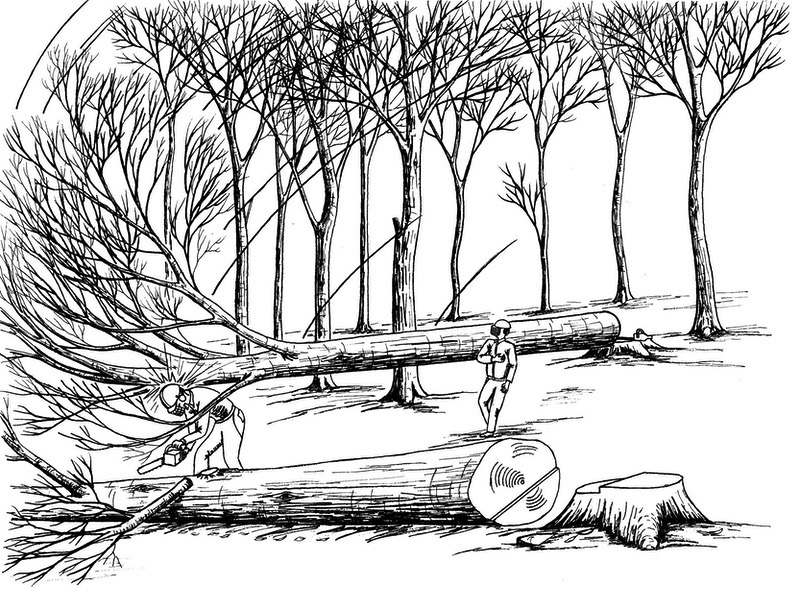 Safety Alert Fallen Tree Illustration