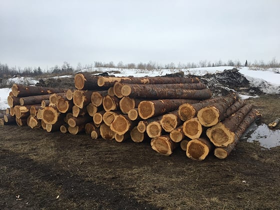 photo of tamarack logs stacked up