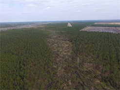 photo of trees damaged by tornado