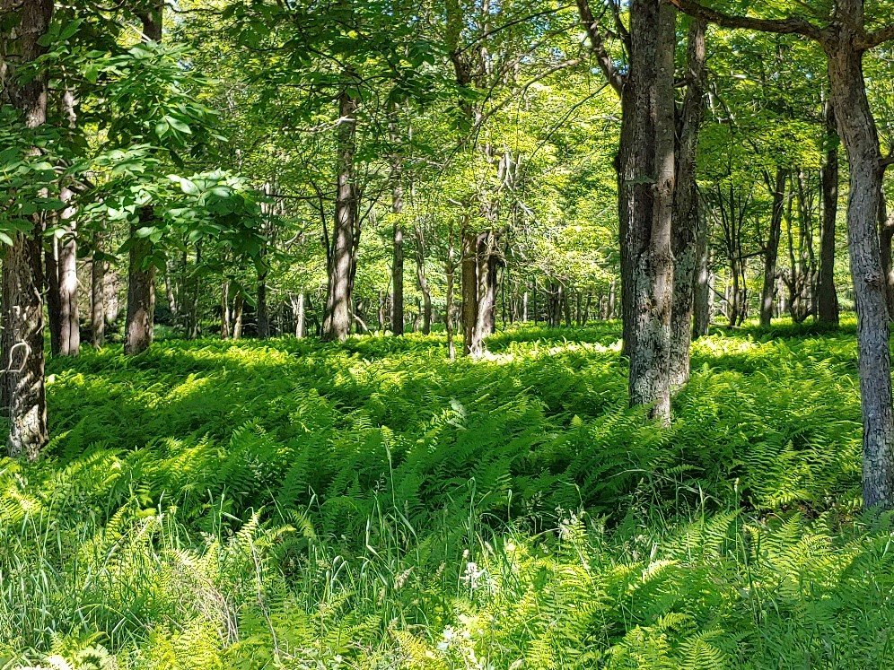 photo of unfenced area eaten by deer