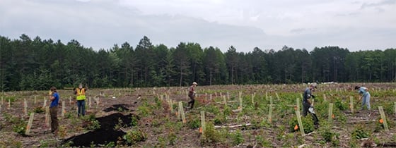 photo of UMN Department of Forest Resources researchers practicing social distancing while conducting impacts of biochar on forest growth research.