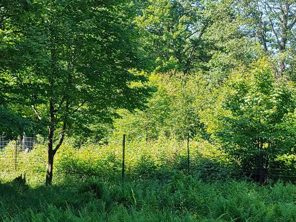 photo showing where young trees have regenerated.