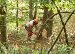 logger cutting down a tree with chainsaw