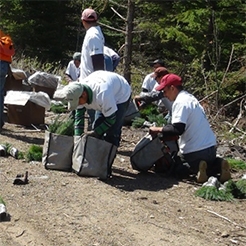 image of workers planting sapling trees