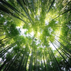 Looking up at canopy of forest