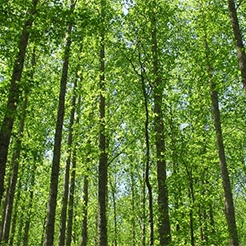 photo of tall trees in a forest