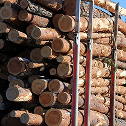 photo of cut logs stacked on truck