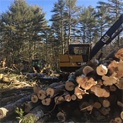 photo of logging equipment stacking up felled logs
