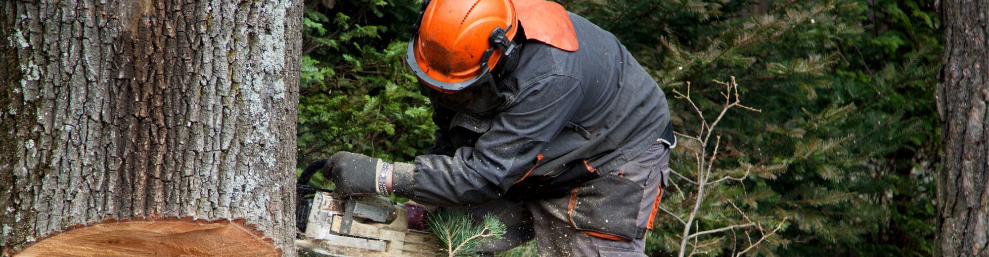 Forestry Worker Sawing Down Tree