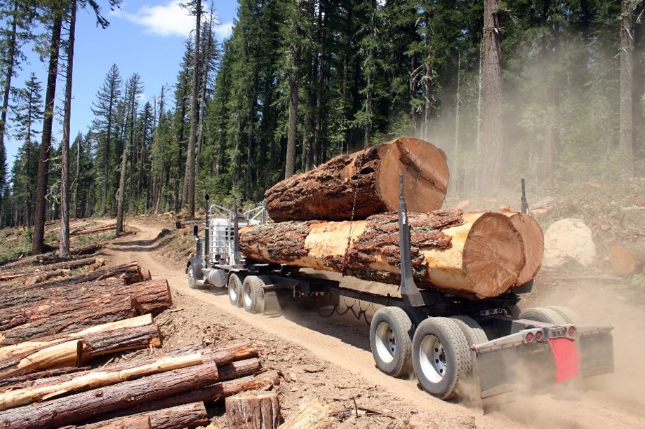An image of a logging truck loaded with logs driving on a dusty dirt road.