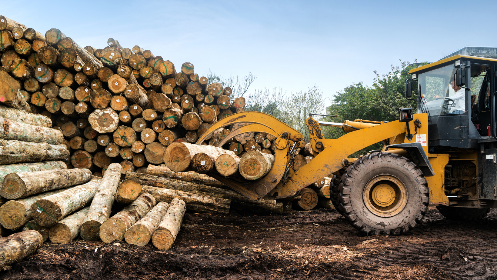 Stacked Wood Logs [IMAGE]  EurekAlert! Science News Releases