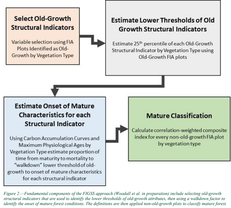 What does developing an 'old-growth' forest mean for private forest  landowners? - Forest Research and Outreach - ANR Blogs