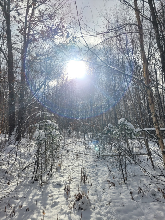 Winter 2025/26 – Producers' Perspectives from the Lake States